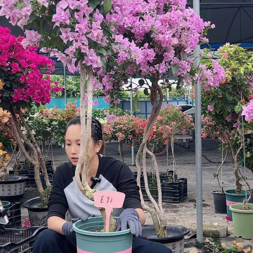 独***丶大部分花苞少量开放E92巴西紫