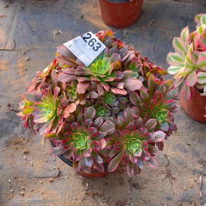 多肉安纳法师263