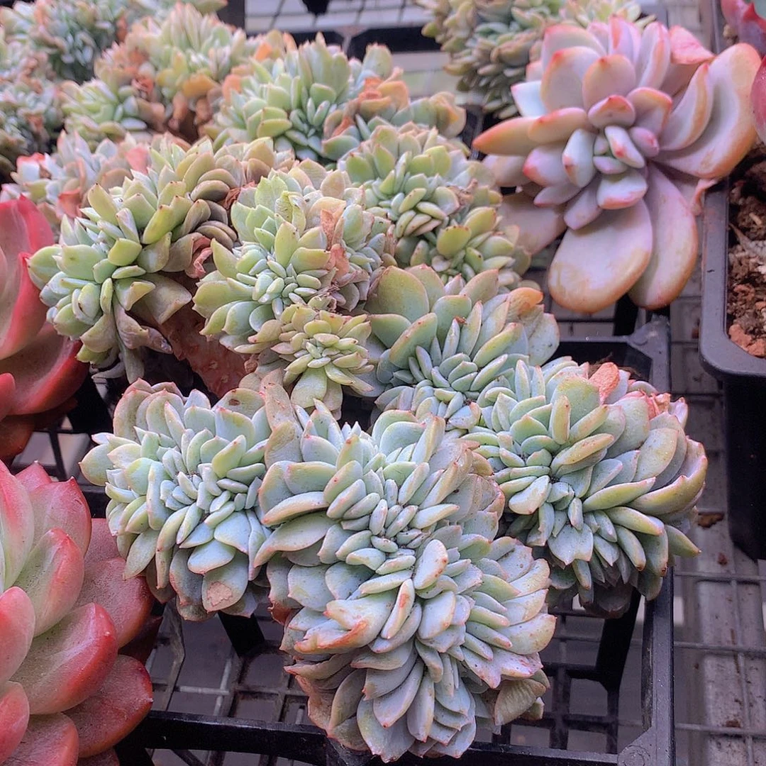 奶茶缀化45678899999