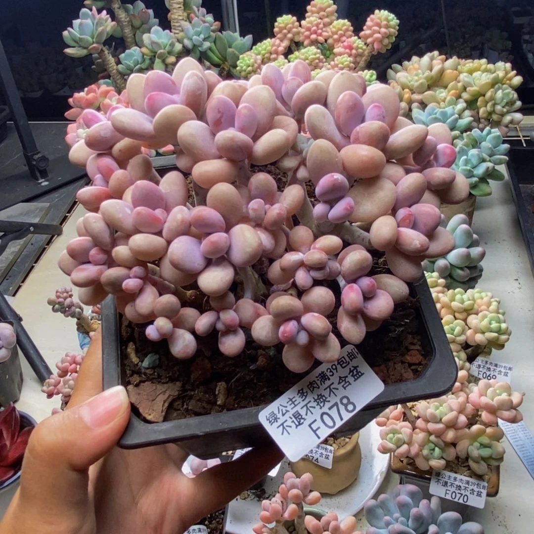078糖果桃蛋多肉10c m