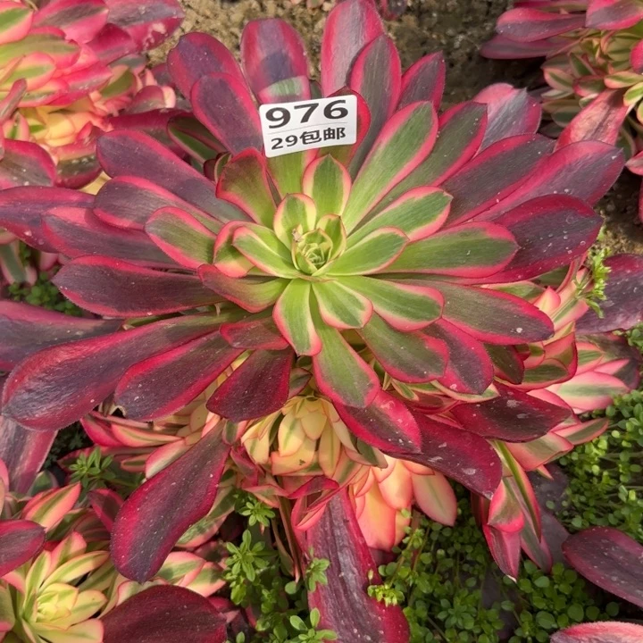 美杜……多肉植物……