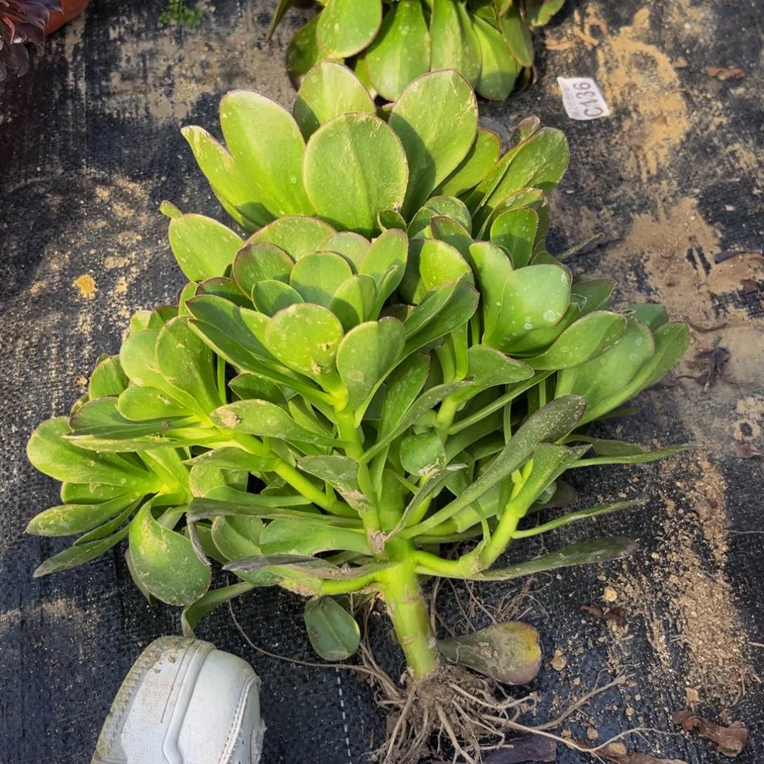 魅金多肉植物捧花的