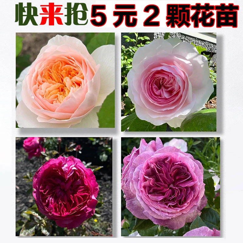 每日更新【月季灌木小苗活动】粉龙蔷薇樱霞伊芙花墙爬藤花束