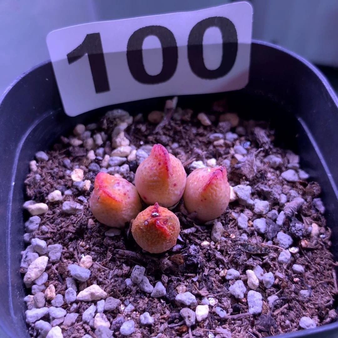 100爱丽丝母本一颗