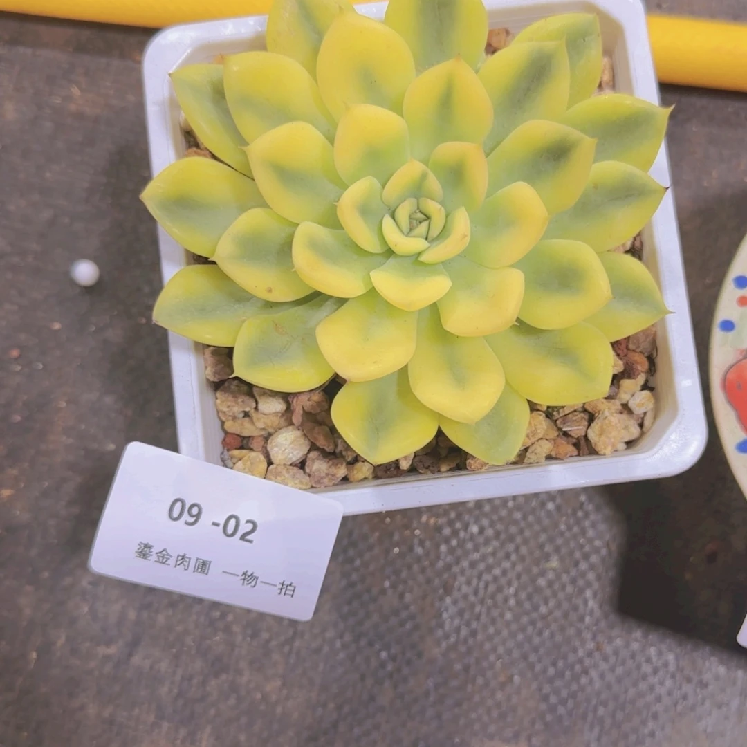 恩***宝09-02菩提锦