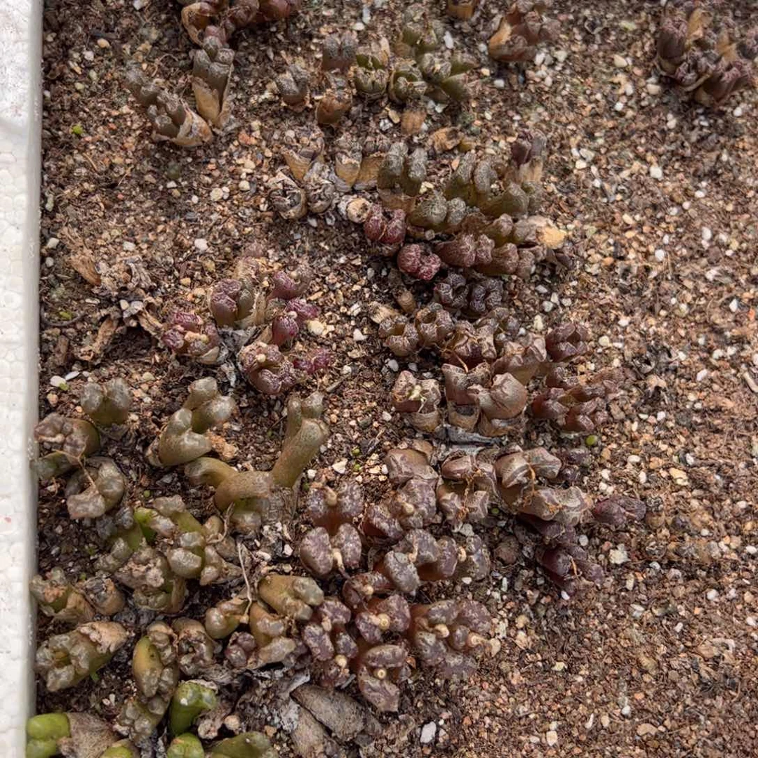 【闪购商品】91 年终福利 脱土 超蝶