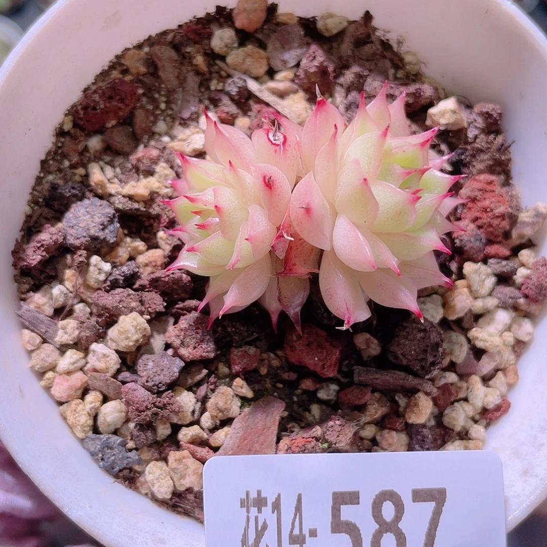 花利美14-587麦秆
