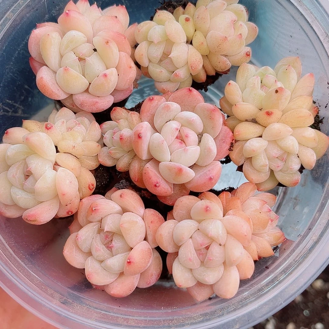 1-155 新疆西藏内蒙不发12.8包邮