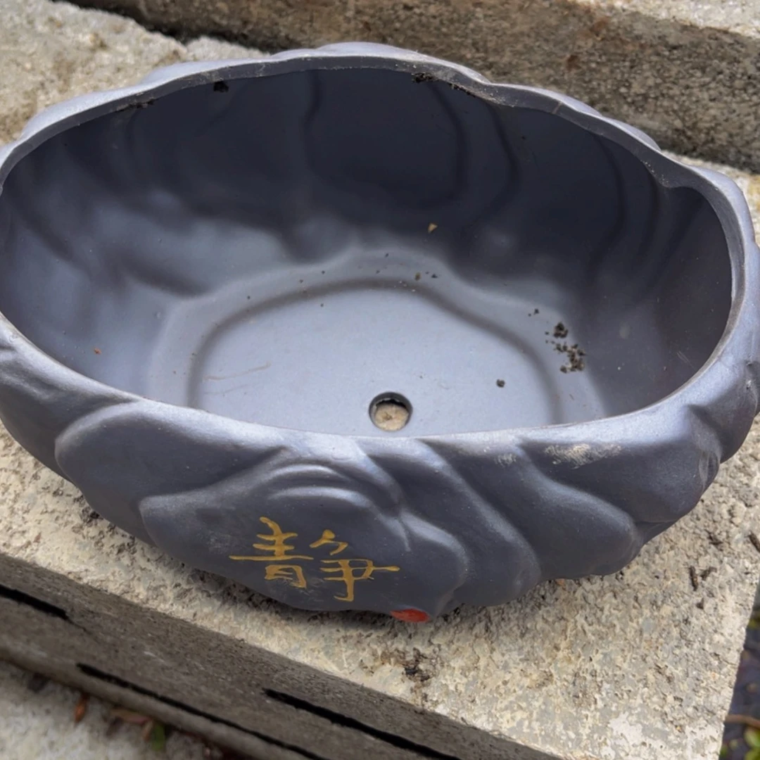 【闪购商品】无花朵?***?