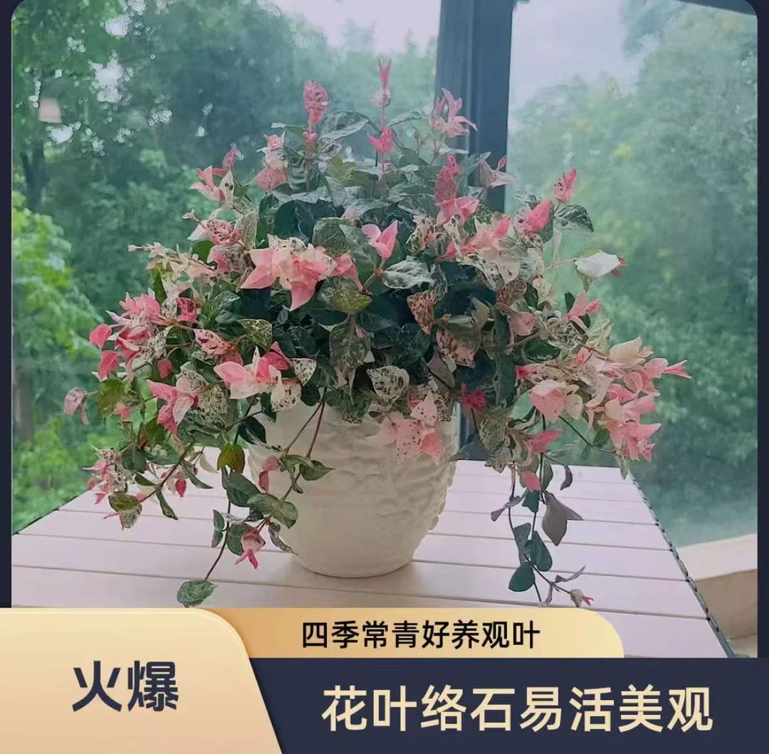 【基地种植】花叶络石藤苗阳台垂吊植物多彩观叶好养易活长藤类爬藤