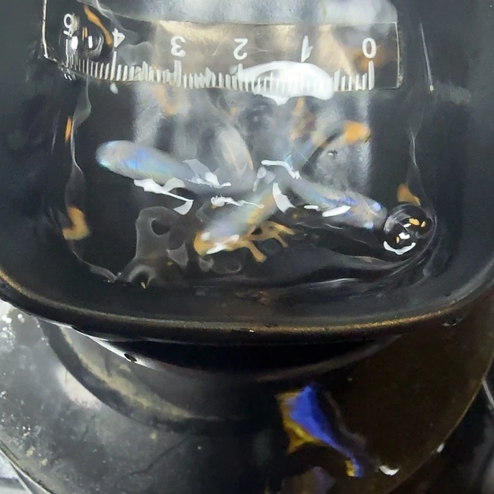 青鳉鱼66号拍品水滴3条