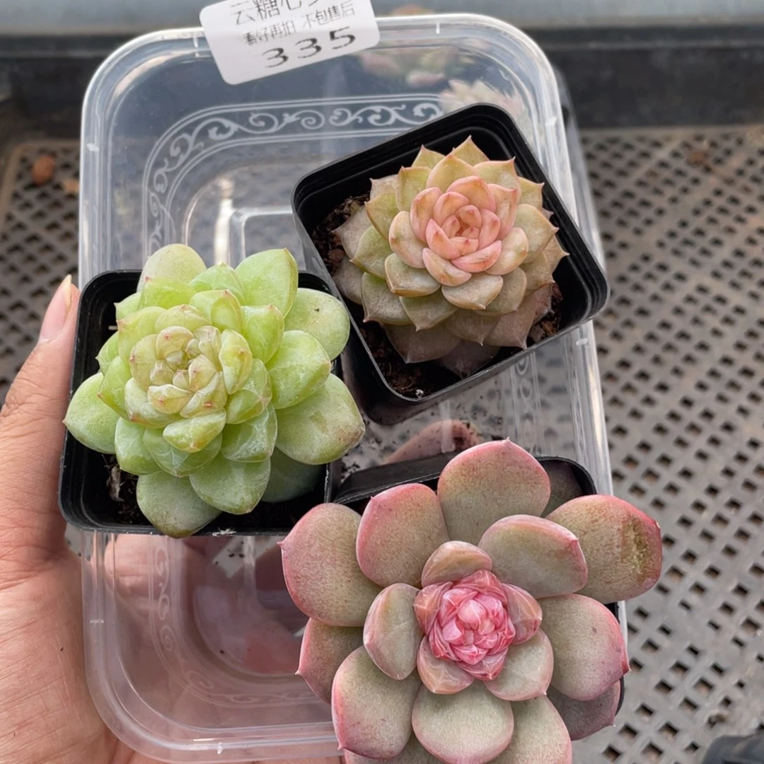 云糖心多肉植物335