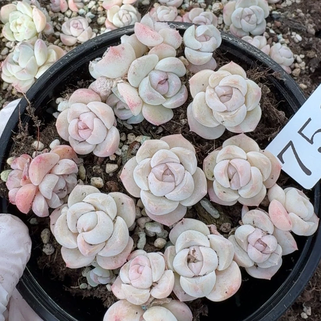 多肉植物多肉植物750