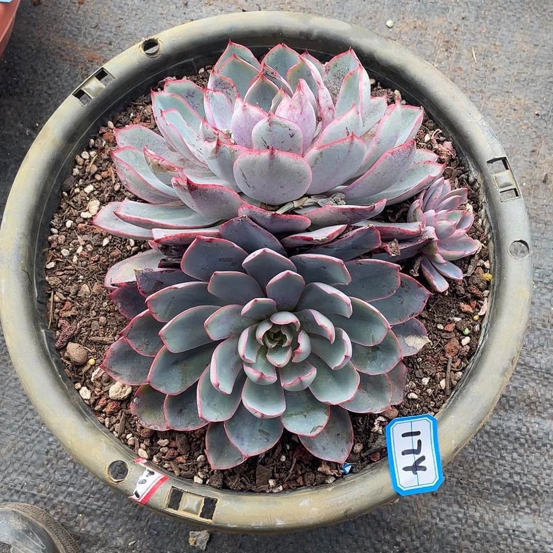 174赫拉一物一拍多肉