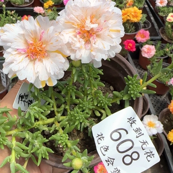 无花朵608特殊色超小苗盆口10cm