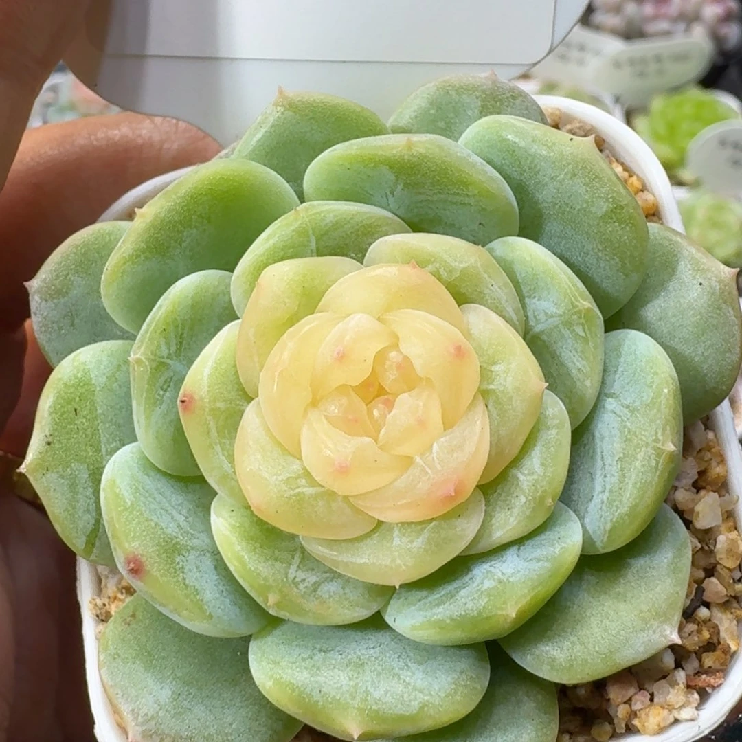 1023-023-0043单头