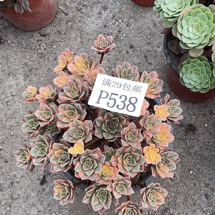 538甜茶多肉植物