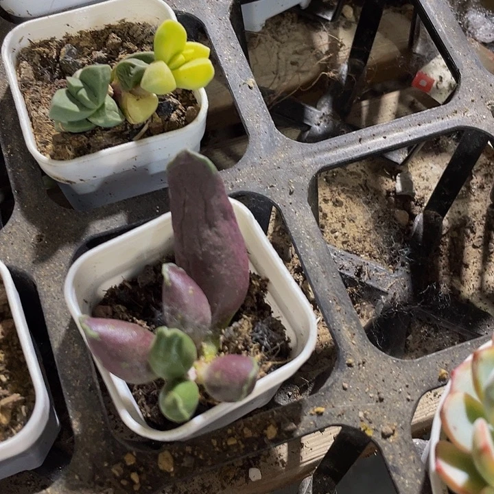 艺妓水泡3.8带盆土发