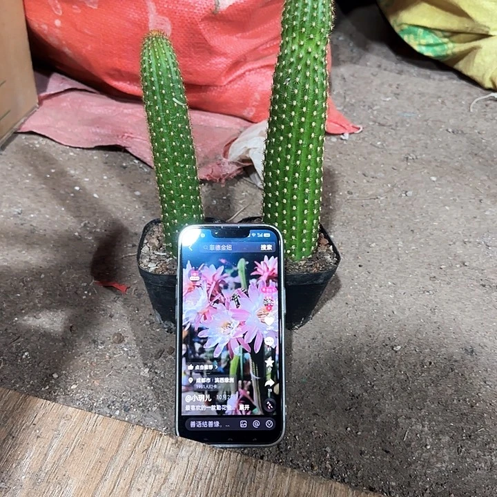 菲德尔➕楼兰11111111111