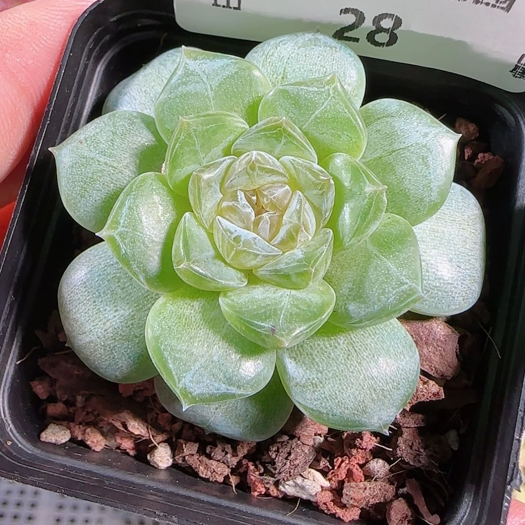 0701-,-28初夏糖心珍妮