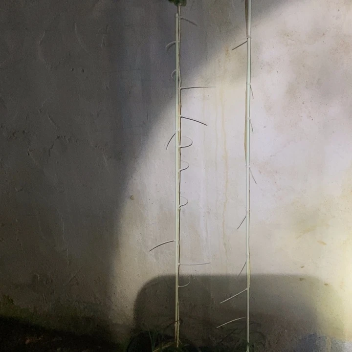 真***恒全部花苞高杆笔尖茉莉花