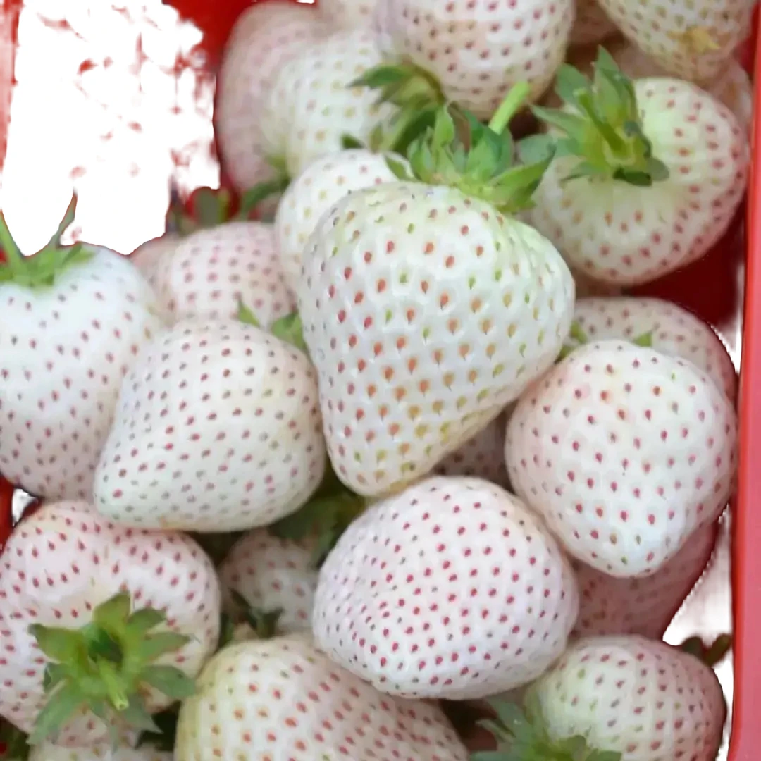 天使AE 包对版 现挖现发 盆栽地栽南方北方均可种植