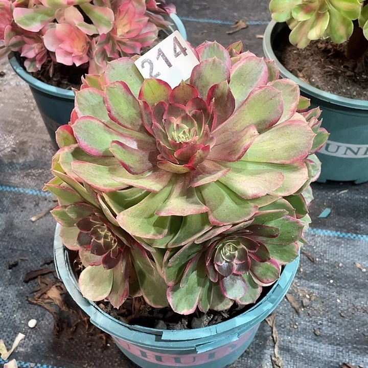 粉花妖214  冠幅20