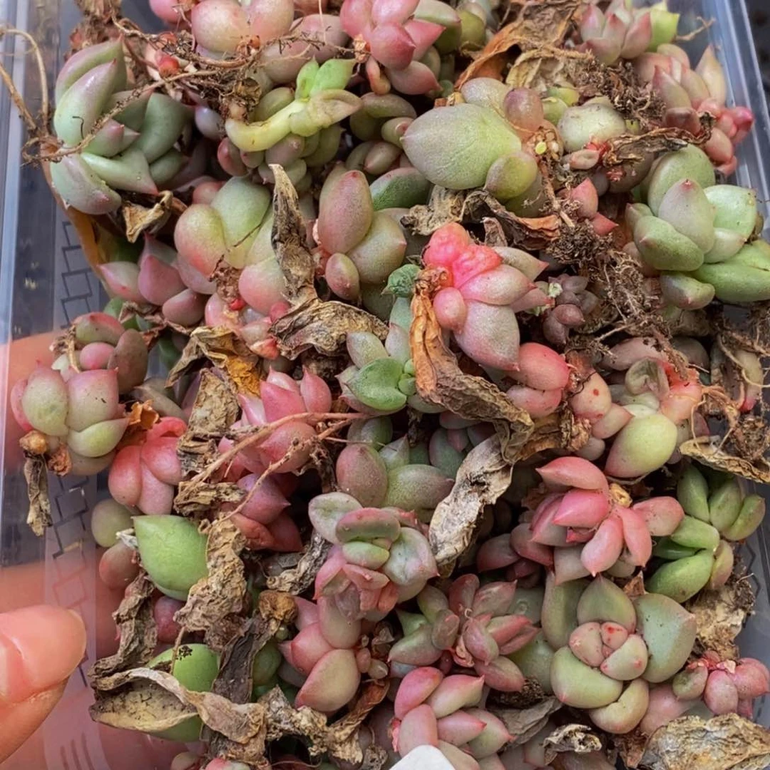 982多肉植物保护研究所所长