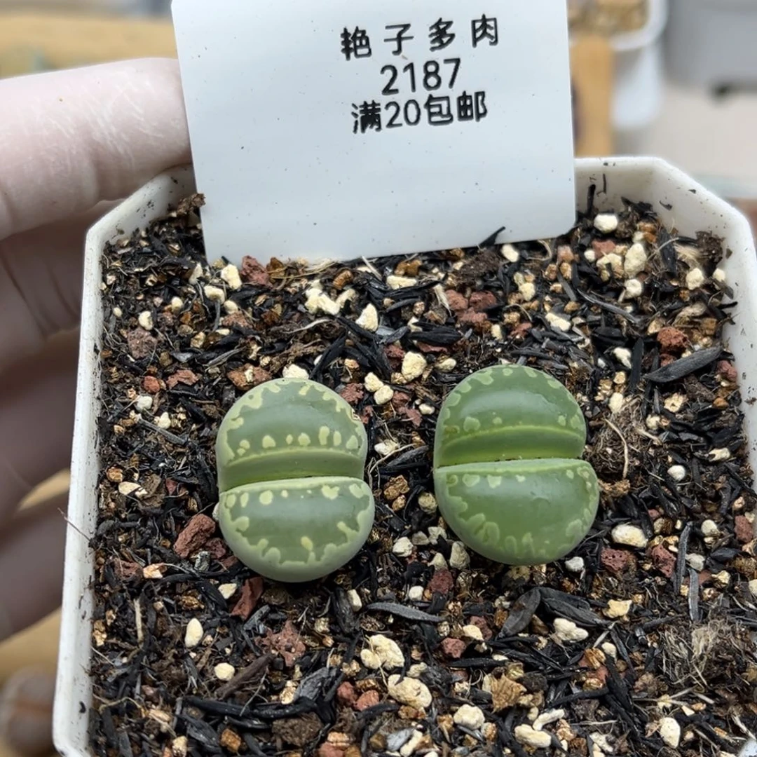 2187号一首两颗绿大牙