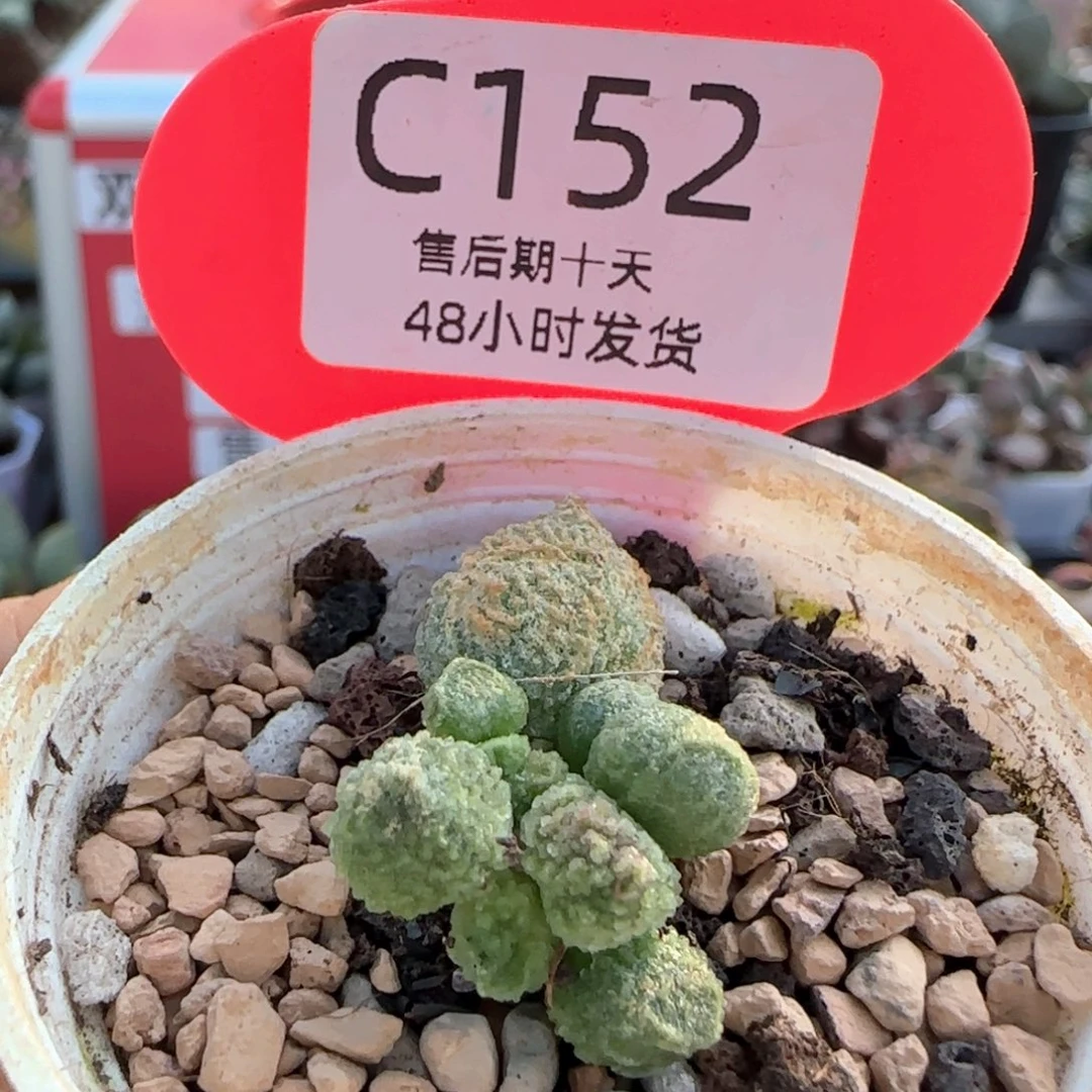 福利。    152。