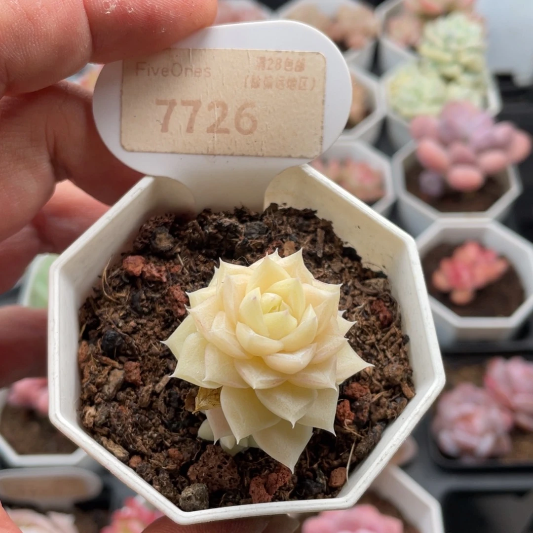 白天鹅7726-4厘米