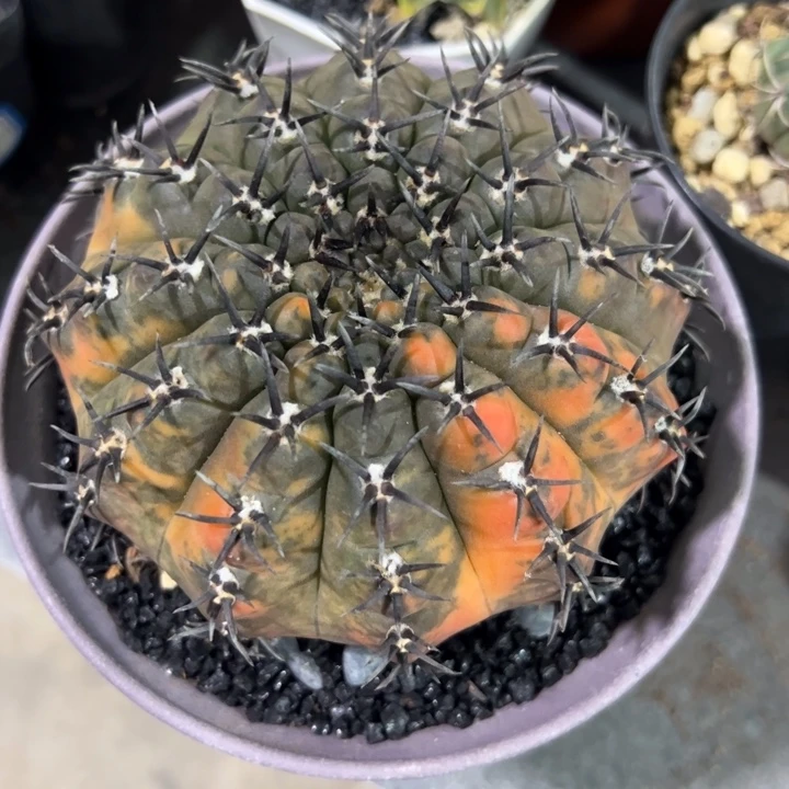 用***7仙人球仙人球仙人球仙人球