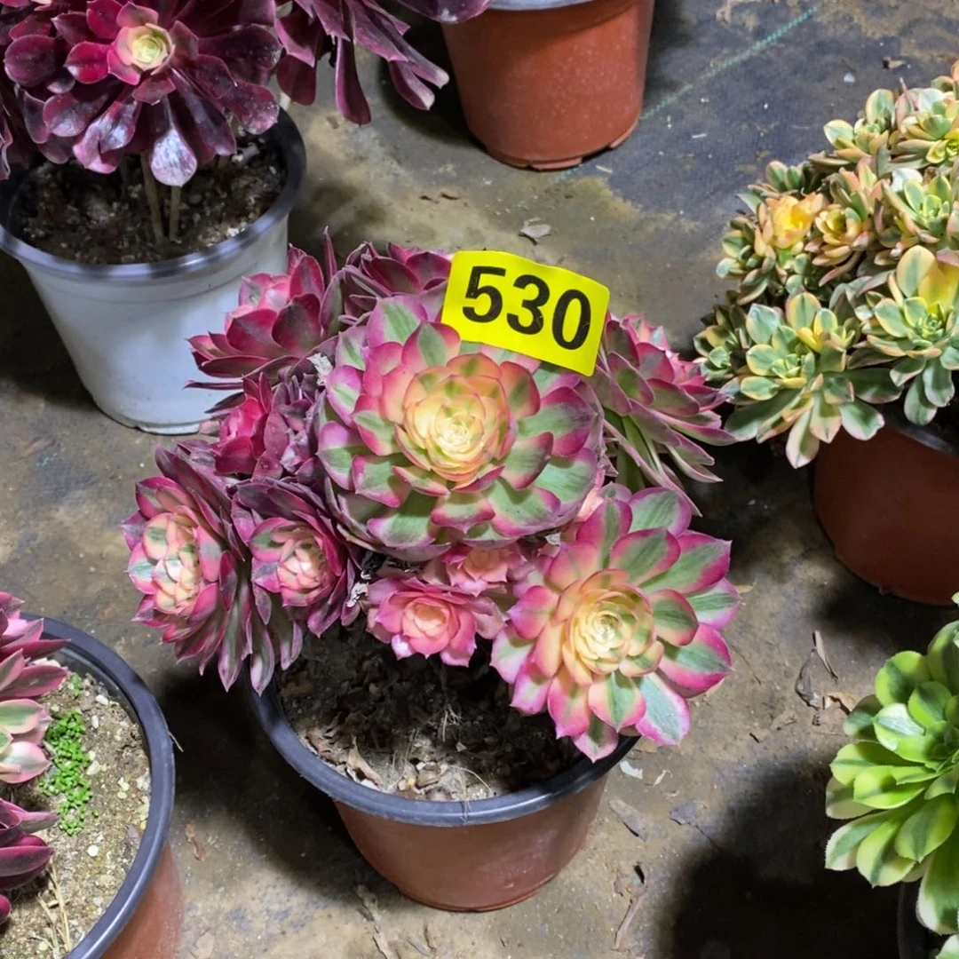 妤**神青城多肉法师530