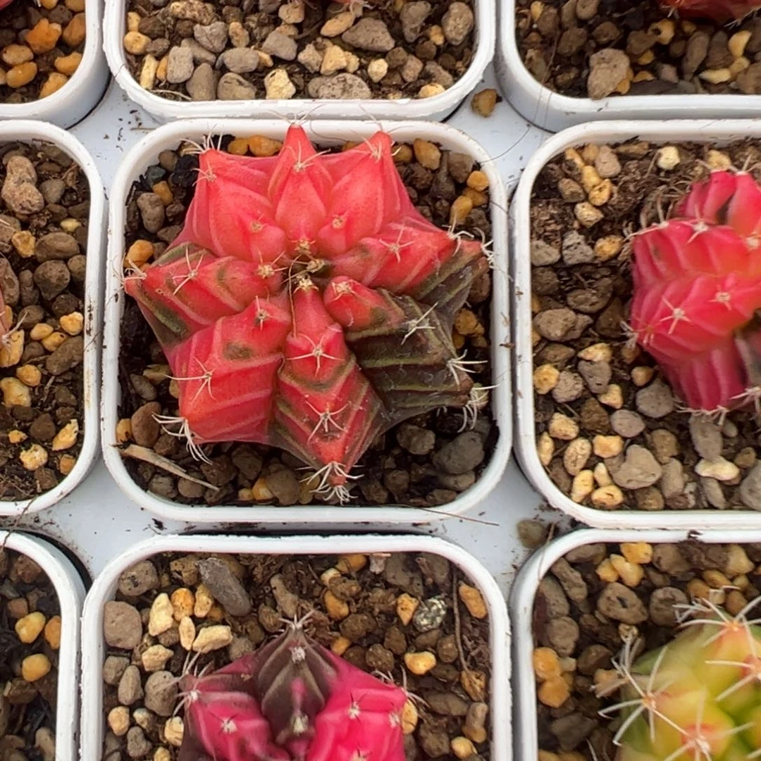 213 泰国进口实生好看的米哈冲冲冲冲