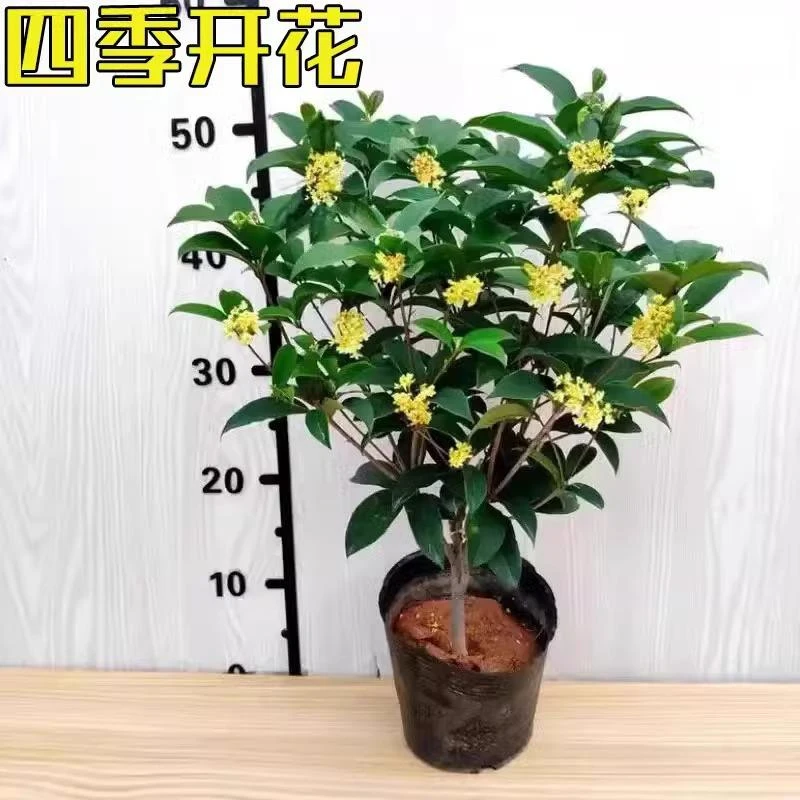 桂花盆栽四季桂树苗四季开花浓香型花卉植物四季常青绿植净化