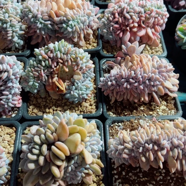 精品多肉植物粉兔缀