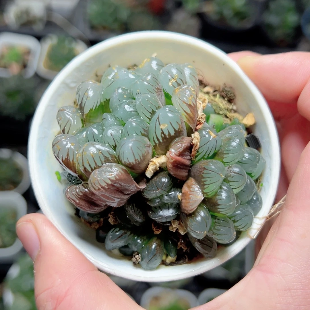 很***风0591多肉植物一颗