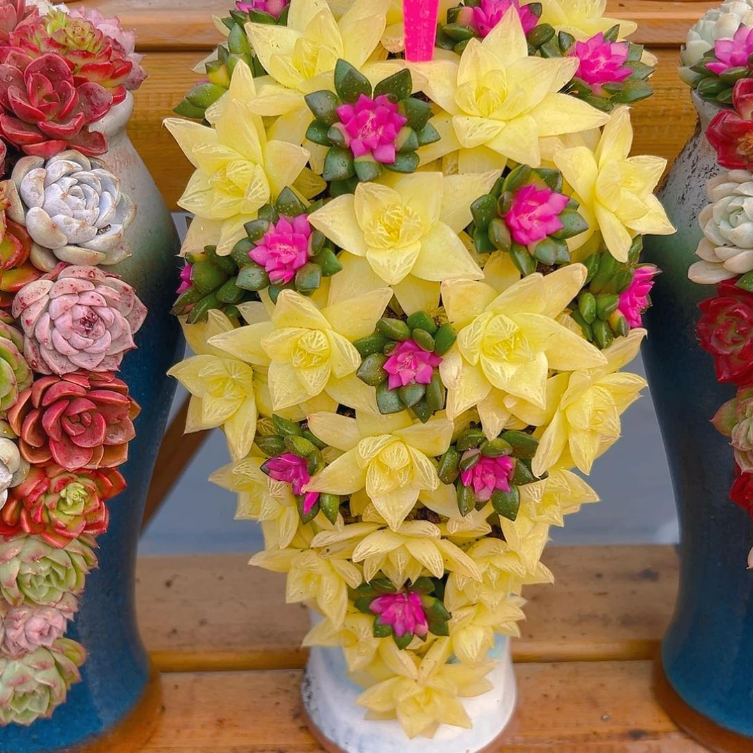 007黄金雨露多肉组合