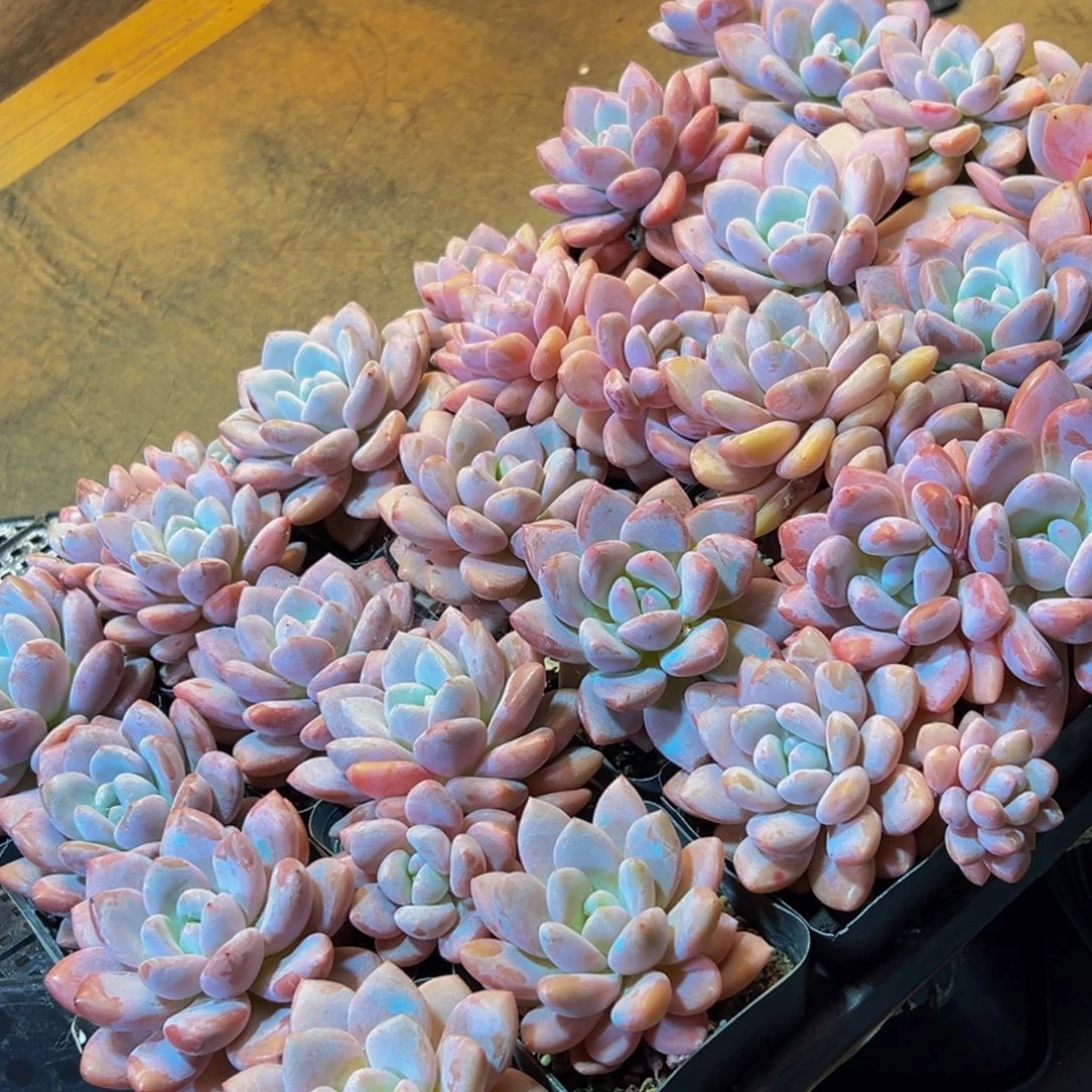 074多肉量拍4颗左右的小圆子