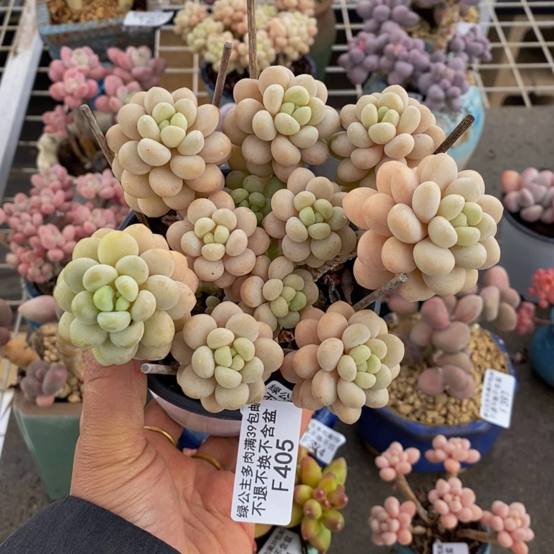 洛可可405/10cm多肉