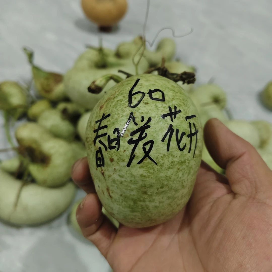 青皮文玩葫芦多种形状可选拍下不退不换