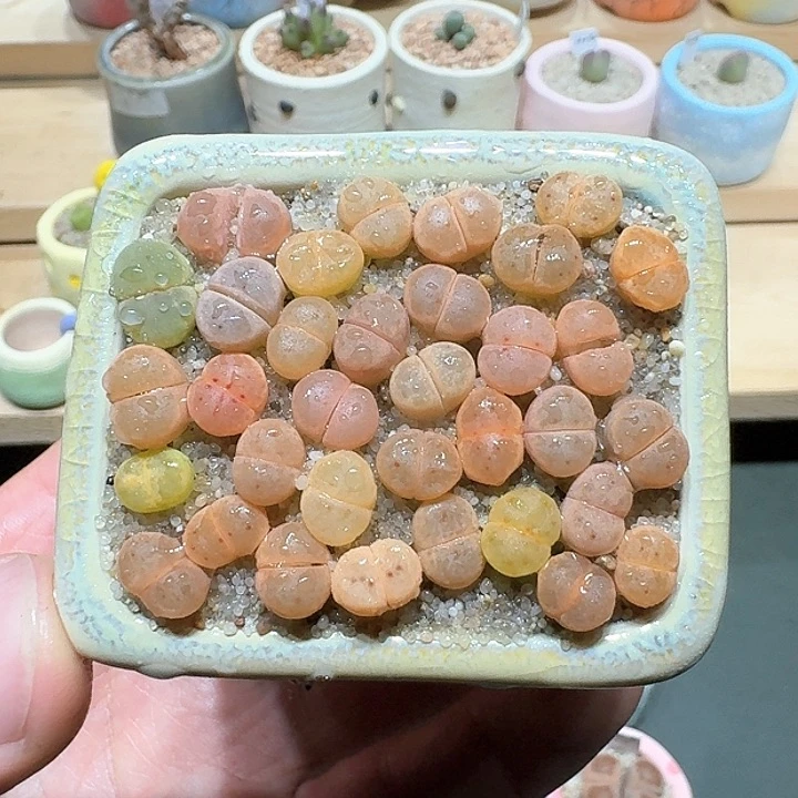 红陶蘑菇265草莓惜春