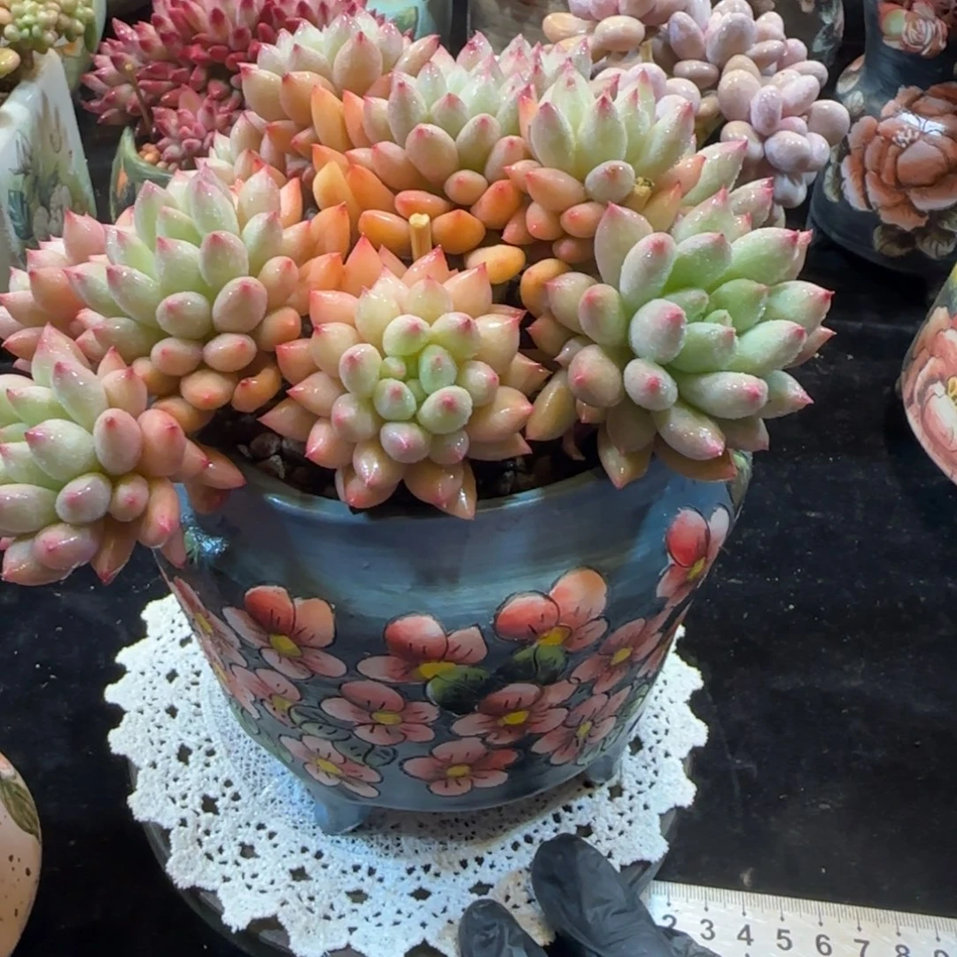 韩版岩子一颗群生一颗