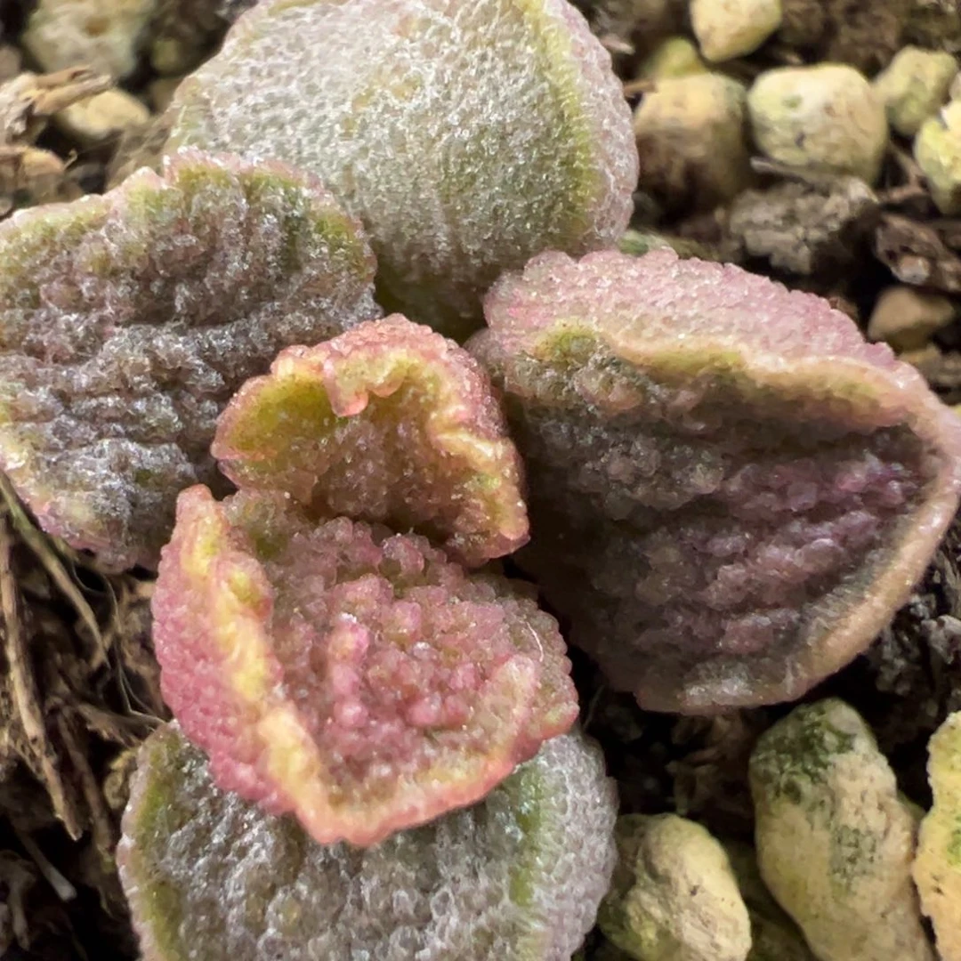 无花朵实生新品多肉植物水泡多肉植物