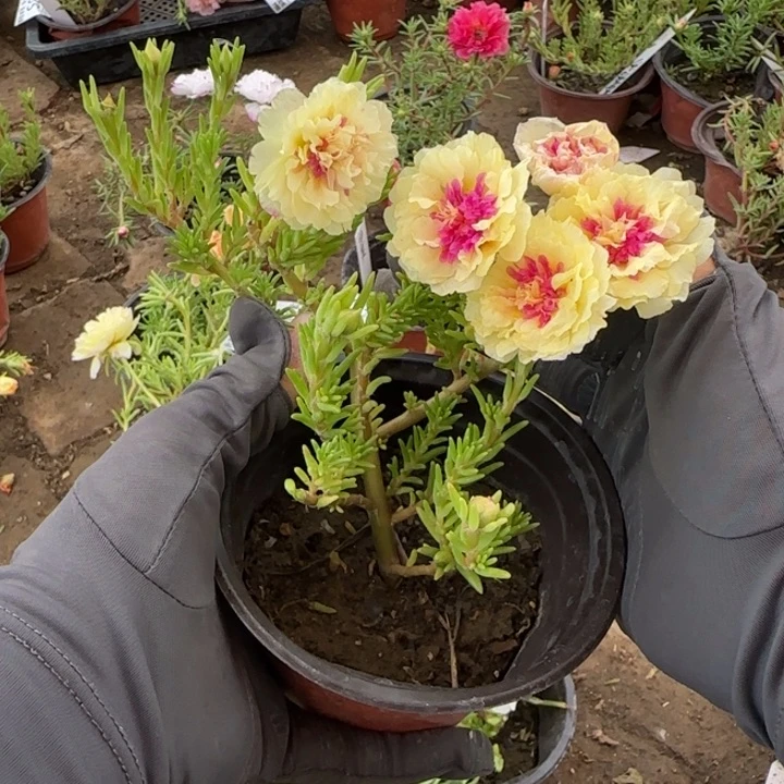 无花朵量拍柠檬心超小苗盆口10cm