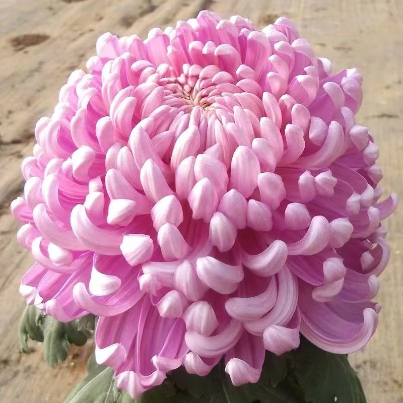 【粉国华】盆栽九月菊菊花室内阳台花卉好养秋冬开花