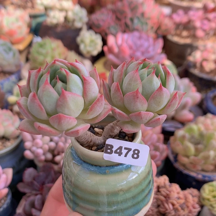 一物一拍含盆土满38包邮B478