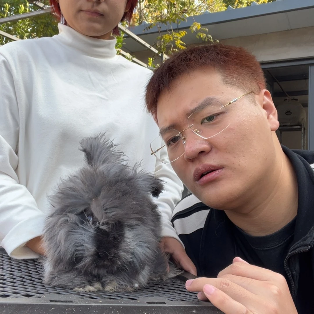 双血统英系安拉兔子