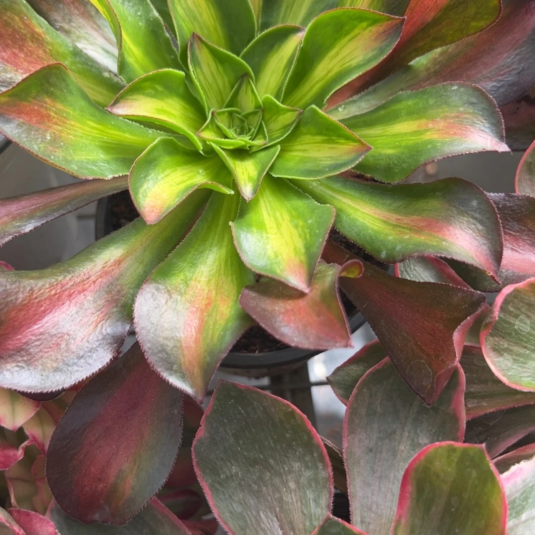 99魅影七彩多肉椅子