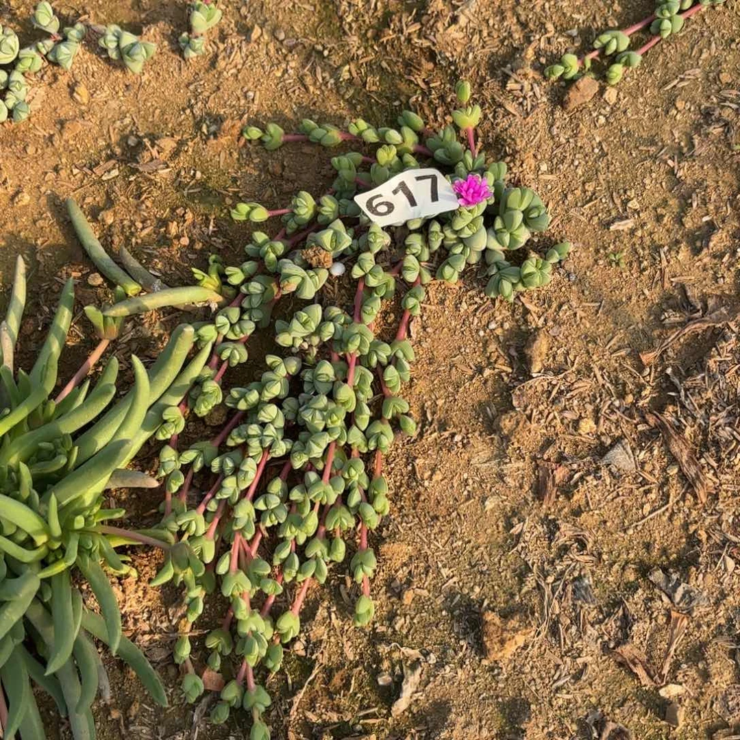 617碧玉莲多肉不包损